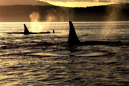 Orcas at dusk